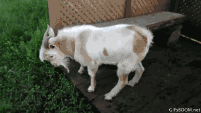 Animated goat image
